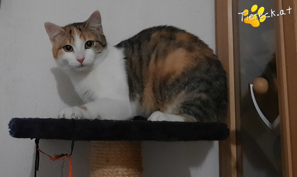 Nala Sucht Ein Zuhause