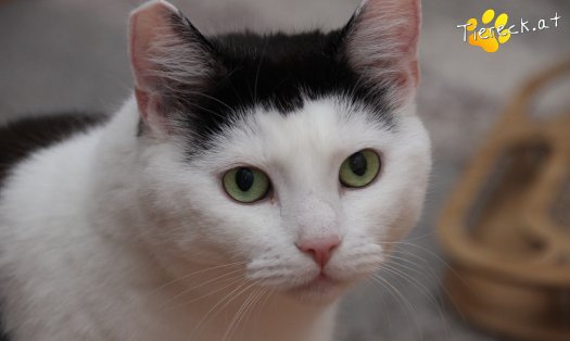 Katze Toni (Foto by Tiereck.at - Lavanttaler Tierhilfe)