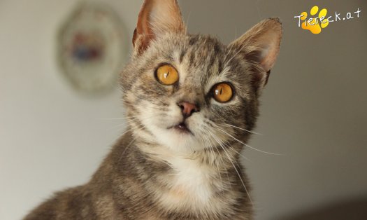 Katze Sansa (Foto by Tiereck.at - Lavanttaler Tierhilfe)