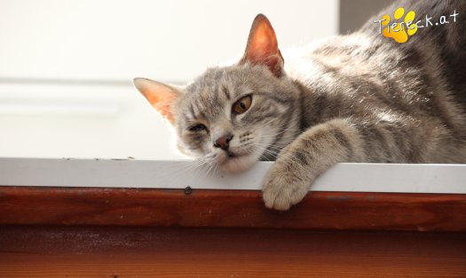 Katze Sansa (Foto by Tiereck.at - Lavanttaler Tierhilfe)