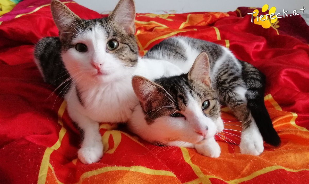 Katze Max und Moritz