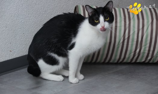 Katze Lili (Foto by Tiereck.at - Lavanttaler Tierhilfe)