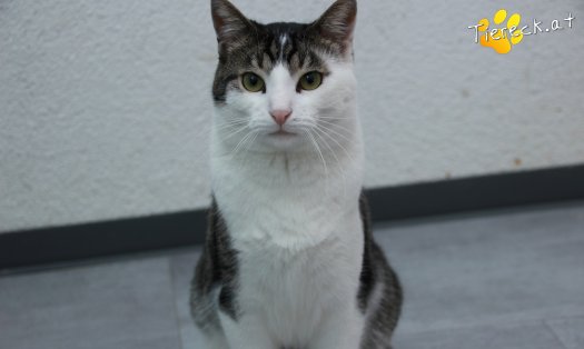 Katze Phyton (Foto by Tiereck.at - Lavanttaler Tierhilfe)