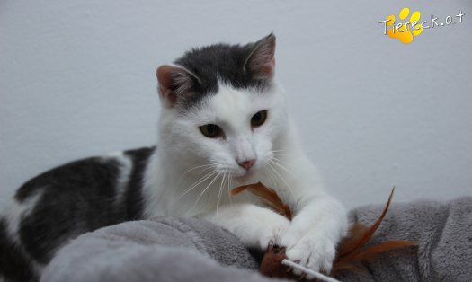 Katze Monty (Foto by Tiereck.at - Lavanttaler Tierhilfe)