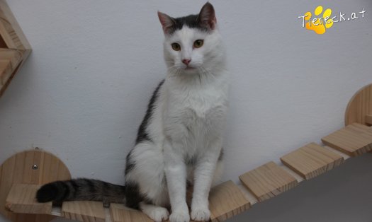 Katze Monty (Foto by Tiereck.at - Lavanttaler Tierhilfe)