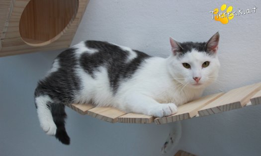 Katze Monty (Foto by Tiereck.at - Lavanttaler Tierhilfe)