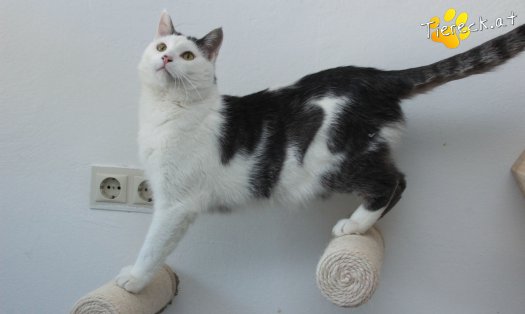 Katze Monty (Foto by Tiereck.at - Lavanttaler Tierhilfe)