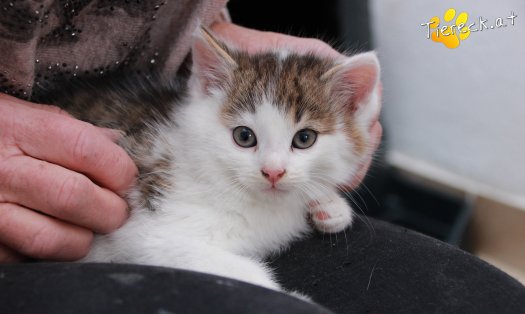 Katze Ashley (Foto by Tiereck.at - Lavanttaler Tierhilfe)