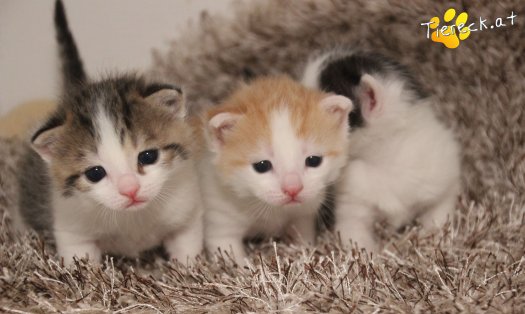 Katze Robb (Foto by Tiereck.at - Lavanttaler Tierhilfe)