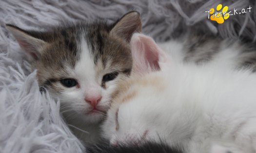 Katze Robb (Foto by Tiereck.at - Lavanttaler Tierhilfe)