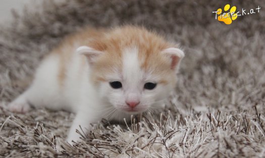 Katze Rickon (Foto by Tiereck.at - Lavanttaler Tierhilfe)