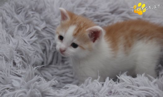 Katze Rickon (Foto by Tiereck.at - Lavanttaler Tierhilfe)