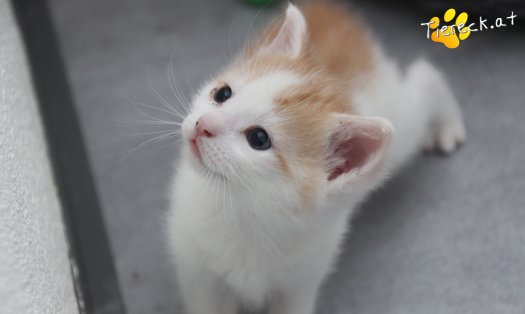 Katze Rickon (Foto by Tiereck.at - Lavanttaler Tierhilfe)