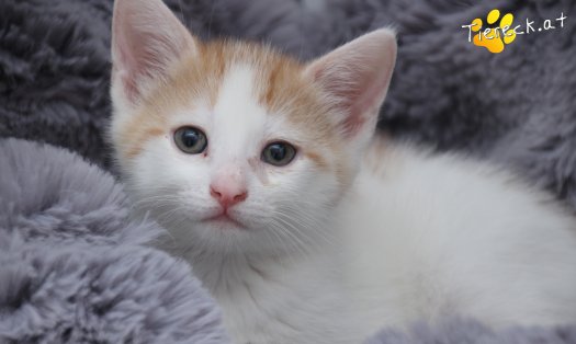 Katze Rickon (Foto by Tiereck.at - Lavanttaler Tierhilfe)