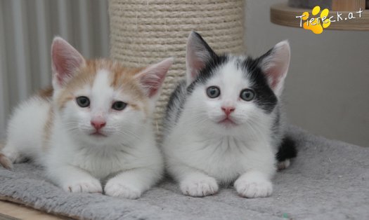 Katze Rickon (Foto by Tiereck.at - Lavanttaler Tierhilfe)