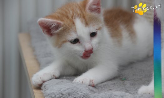 Katze Rickon (Foto by Tiereck.at - Lavanttaler Tierhilfe)