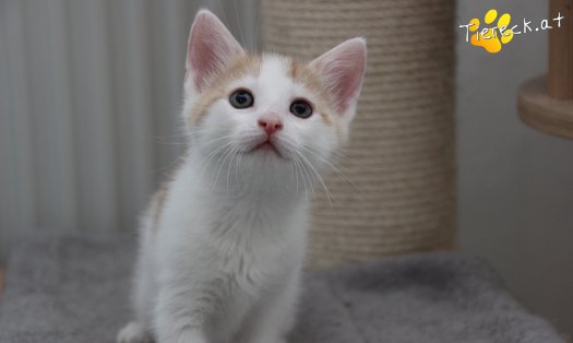 Katze Rickon (Foto by Tiereck.at - Lavanttaler Tierhilfe)