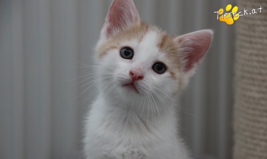 Katze Rickon (Foto by Tiereck.at - Lavanttaler Tierhilfe)