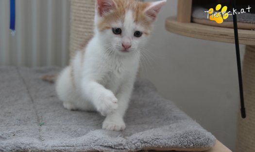 Katze Rickon (Foto by Tiereck.at - Lavanttaler Tierhilfe)