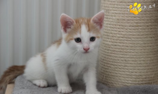 Katze Rickon (Foto by Tiereck.at - Lavanttaler Tierhilfe)