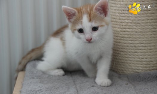 Katze Rickon (Foto by Tiereck.at - Lavanttaler Tierhilfe)