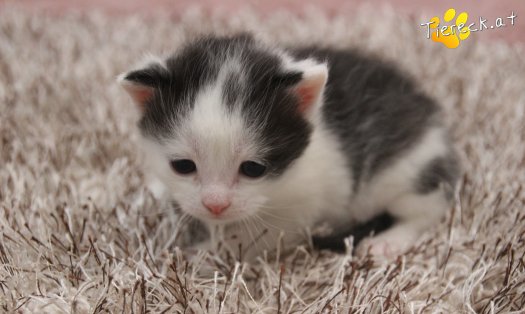 Katze Bran (Foto by Tiereck.at - Lavanttaler Tierhilfe)