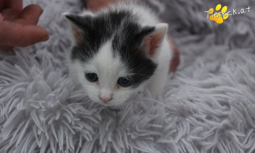 Katze Bran (Foto by Tiereck.at - Lavanttaler Tierhilfe)