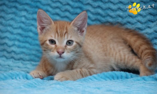 Katze Beau (Foto by Tiereck.at - Lavanttaler Tierhilfe)