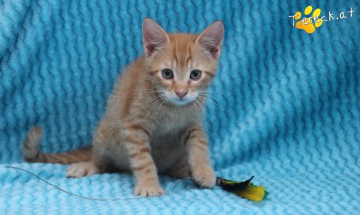 Katze Beau (Foto by Tiereck.at - Lavanttaler Tierhilfe)