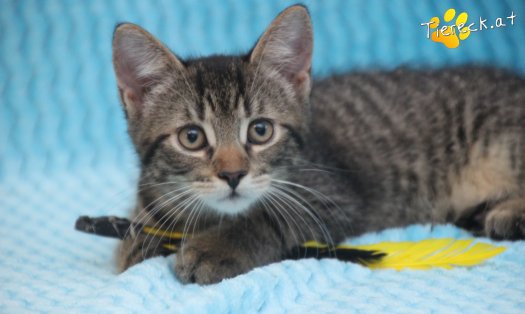 Katze Lou (Foto by Tiereck.at - Lavanttaler Tierhilfe)