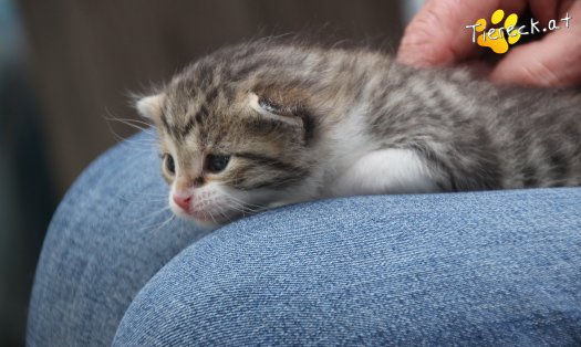 Katze Carlo (Foto by Tiereck.at - Lavanttaler Tierhilfe)