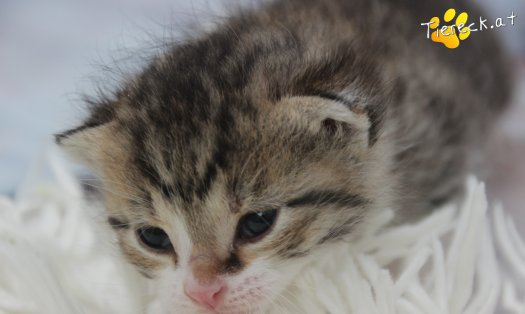 Katze Carlo (Foto by Tiereck.at - Lavanttaler Tierhilfe)