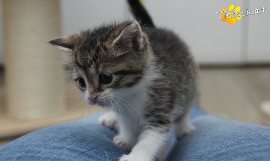 Katze Carlo (Foto by Tiereck.at - Lavanttaler Tierhilfe)