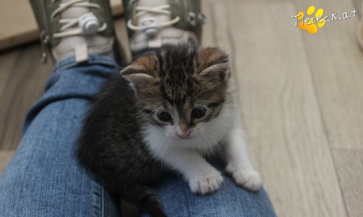 Katze Carlo (Foto by Tiereck.at - Lavanttaler Tierhilfe)