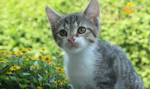 Katze Carlo (Foto by Tiereck.at - Lavanttaler Tierhilfe)