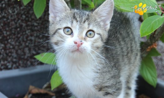 Katze Carlo (Foto by Tiereck.at - Lavanttaler Tierhilfe)