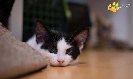 Katze Summer (Foto by Tiereck.at - Lavanttaler Tierhilfe)