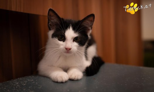 Katze Summer (Foto by Tiereck.at - Lavanttaler Tierhilfe)