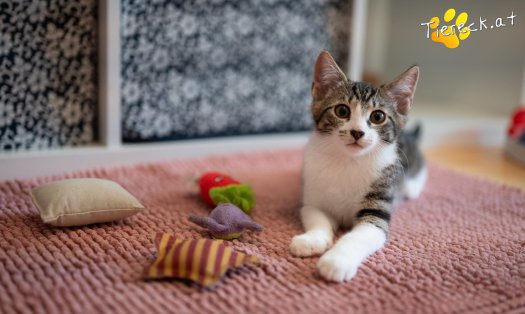 Katze Lilly (Foto by Tiereck.at - Lavanttaler Tierhilfe)