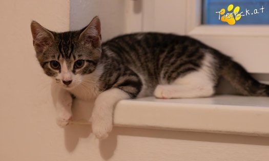 Katze Lilly (Foto by Tiereck.at - Lavanttaler Tierhilfe)