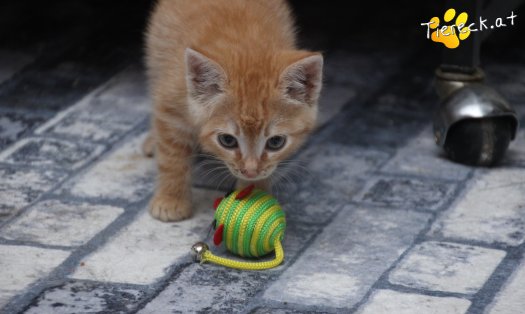 Katze Nully (Foto by Tiereck.at - Lavanttaler Tierhilfe)