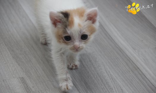 Katze Tinkerbell (Foto by Tiereck.at - Lavanttaler Tierhilfe)