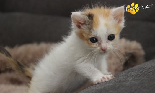 Katze Tinkerbell (Foto by Tiereck.at - Lavanttaler Tierhilfe)