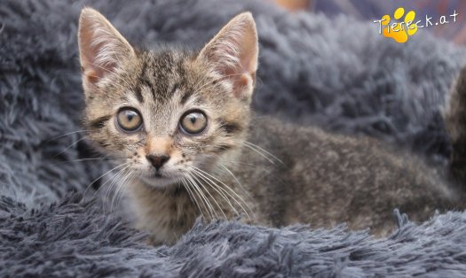 Katze Kiwi (Foto by Tiereck.at - Lavanttaler Tierhilfe)