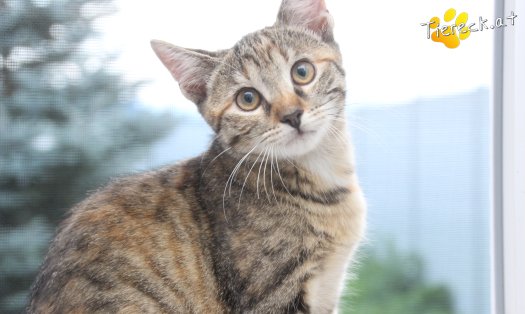 Katze Julchen (Foto by Tiereck.at - Lavanttaler Tierhilfe)