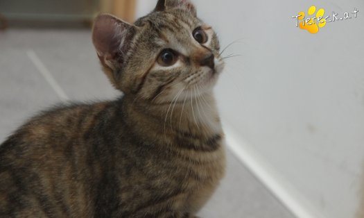 Katze Julchen (Foto by Tiereck.at - Lavanttaler Tierhilfe)