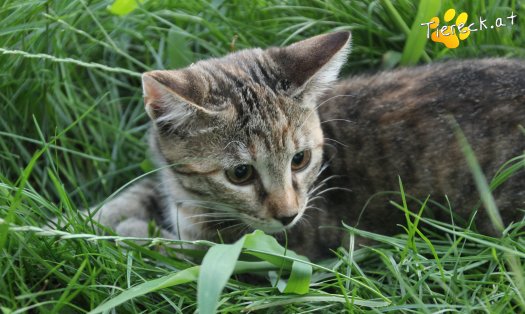 Katze Julchen (Foto by Tiereck.at - Lavanttaler Tierhilfe)