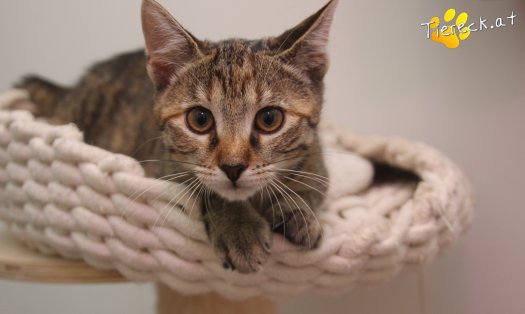 Katze Julchen (Foto by Tiereck.at - Lavanttaler Tierhilfe)