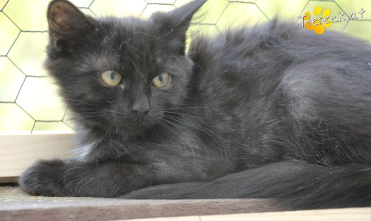 Katze Shadow (Foto by Tiereck.at - Lavanttaler Tierhilfe)