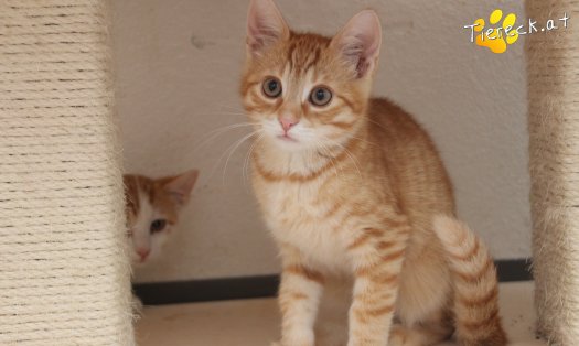 Katze Emilio junior (Foto by Tiereck.at - Lavanttaler Tierhilfe)